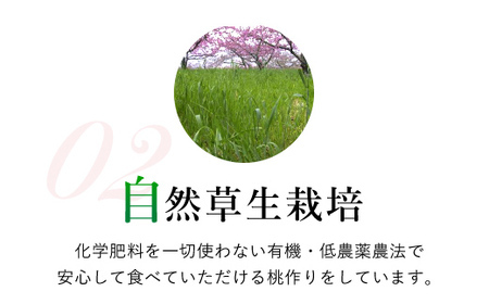 ＜2024年先行予約＞山梨一宮産の桃  5～8個入約2kg  朝採り産地直送 088-013