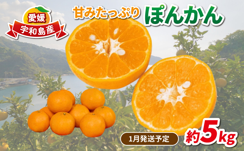 
                  【1月発送予定】 愛媛みかん ポンカン 5kg 家庭用みかん 協徳ガーデン 甘い 濃厚 ジューシー 果物 くだもの フルーツ 柑橘 みかん mikan 宇和島みかん 愛媛ミカン ミカン ぽんかん 蜜柑 農家直送 産地直送 数量限定 国産 愛媛 宇和島 B016-178002
                