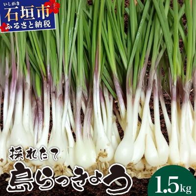 ふるさと納税 石垣市 ≪2026年2月下旬〜5月下旬発送≫採れたて島らっきょう 1.5kg