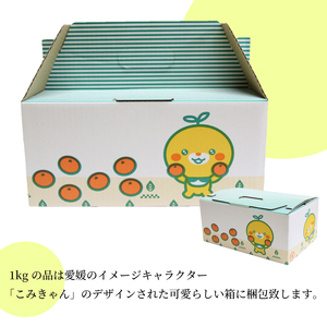 【来季先行予約】【2025年8月下旬～9月中旬順次発送】 シャインマスカット 1kg ( 2房 または 3房 )  秀品 シャインマスカット マスカット ますかっと ぶどう ブドウ 葡萄 種無し 果物