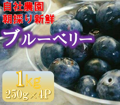 【ふるさと納税】パティシエが育てるブルーベリー1kg【お菓子茶屋1010番地】