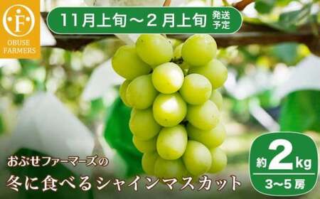 冬に食べるシャインマスカット 約2kg 3～5房［ おぶせファーマーズ ］ぶどう フルーツ 果物 【2026年11月上旬～2027年2月上旬発送】［FC-1］