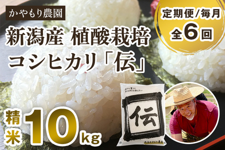 【令和7年産新米】【定期便6ヶ月毎月お届け】新潟産コシヒカリ「伝」白米真空パック 精米10kg（5kg×2）《9月下旬～順次出荷》 かやもり農園