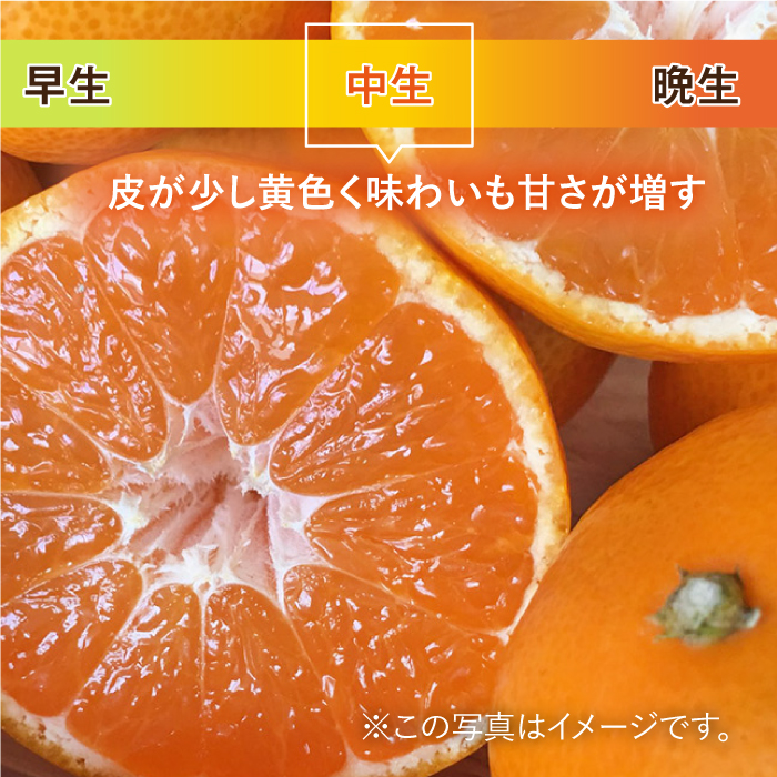 【10月上旬頃〜1月上旬発送】こたつで美味しいみかんを♪ 佐賀県産 中生みかん 10kg 吉野ヶ里町/リエンサーク [FCC009]