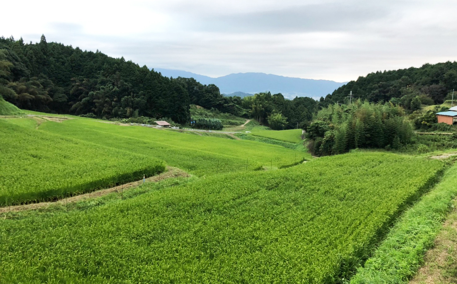 大和三山を見下ろす、自然豊かな土地で作っています。