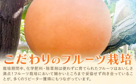梨 あたご梨 約4kg 5玉入り カプセル西江果樹園《12月上旬-12月中旬頃出荷》岡山県 笠岡市 送料無料 なし 梨 ナシ 愛宕梨 果物 大玉 岡山県産 国産 フルーツ お取り寄せフルーツ