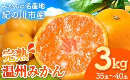 【先行予約】完熟 温州みかん 約3kg (35~40玉) こだまファーム《2026年10月中旬-2027年2月中旬頃出荷》みかんみかんみかん