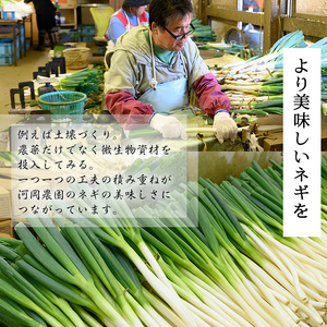 ＜先行予約受付中！11月上旬～4月下旬発送予定＞白ねぎ(9kg) ねぎ ネギ 白ネギ 長ねぎ 長ネギ 旬 根付き 土付き 煮込み 炒め 生 和洋中 万能 鍋 鍋料理 BBQ バーベキュー 天ぷら てん