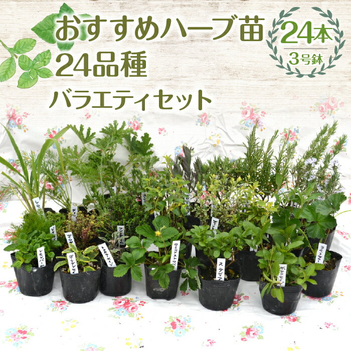 【ふるさと納税】【ハーブショップYOU'樹】おすすめハーブ苗3号ポット24種バラエティセット ふるさと納税 和ハッカ ラベンダー ローズマリー 苗 ガーデニング ベランダ 庭 健康 趣味 ギフト 家庭菜園 贈り物 人気 おすすめ 山梨県 昭和町 母の日 父の日 敬老の日 SWBE015