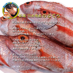 ノドグロ 6尾セット 1尾 約200g以上 新潟 日本海産 高級魚 アカムツ 新鮮 真空 急速冷凍 冷凍 魚介類  新発田 魚介 年末 【竹】uomizushima004