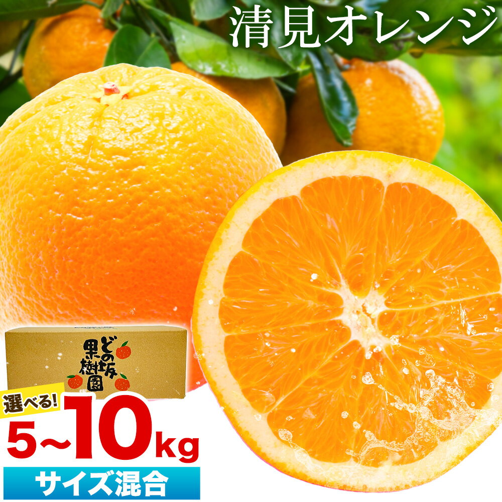 【ふるさと納税】熟成 清見オレンジ 10kg 5kg どの坂果樹園《2026年3月上旬-5月中旬頃出荷》 和歌山県 日高町 清見オレンジ 旬 柑橘 フルーツ 果物 オレンジ 熟成
