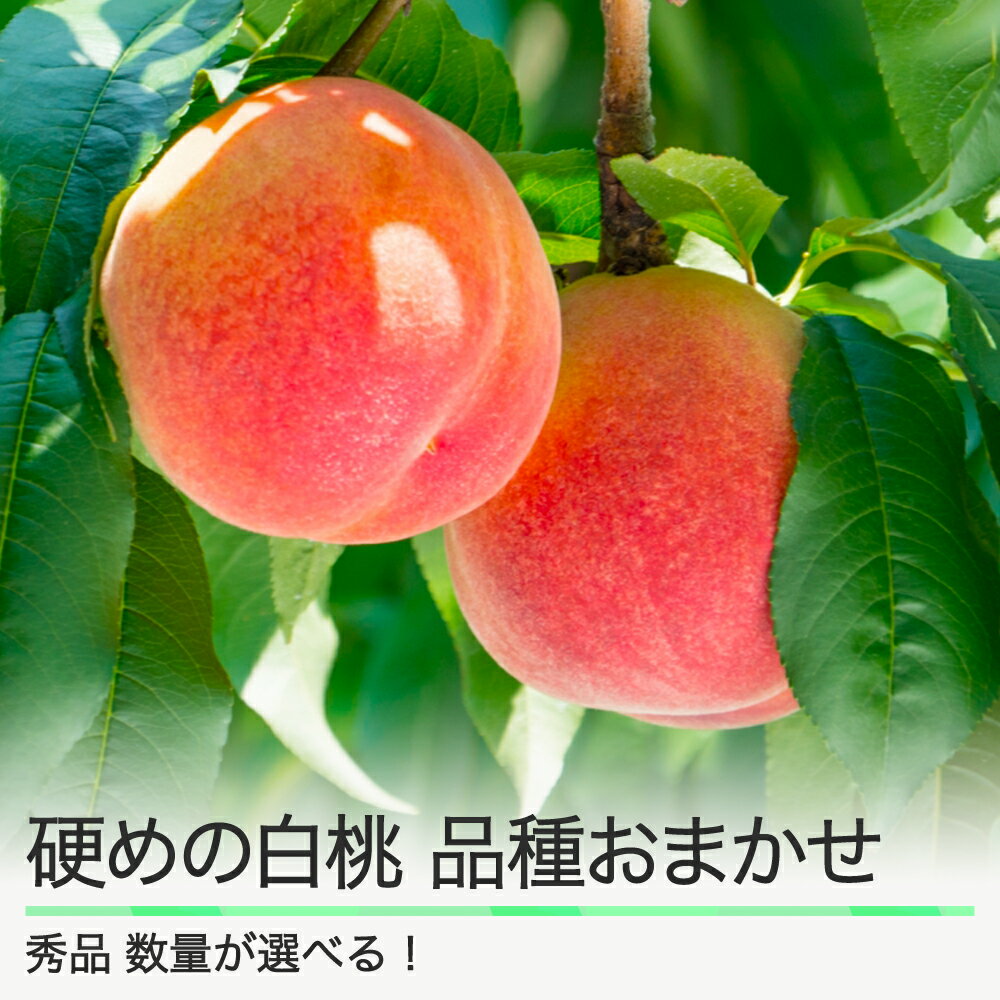 【ふるさと納税】先行予約 もも 桃 硬めの白桃 品種おまかせ 数量選べる 山形県産 2026年産 令和8年産 フルーツ 果実 送料無料 ry-mohth