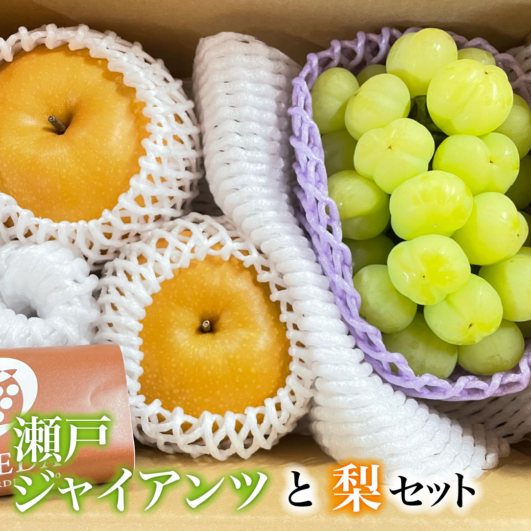 【数量限定】瀬戸ジャイアンツと梨のセット1.2kg（ぶどう ブドウ 梨 果物 セット 詰め合わせ フルーツ 贈答用 限定）