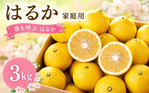 【2027年2月頃から順次発送】春を呼ぶ はるか 家庭用 3kg | みかん 愛媛みかん 松山みかん 農家直送 家庭用 柑橘 愛媛 松山 北条 果物 フルーツ 産地直送 みかん 農園直送