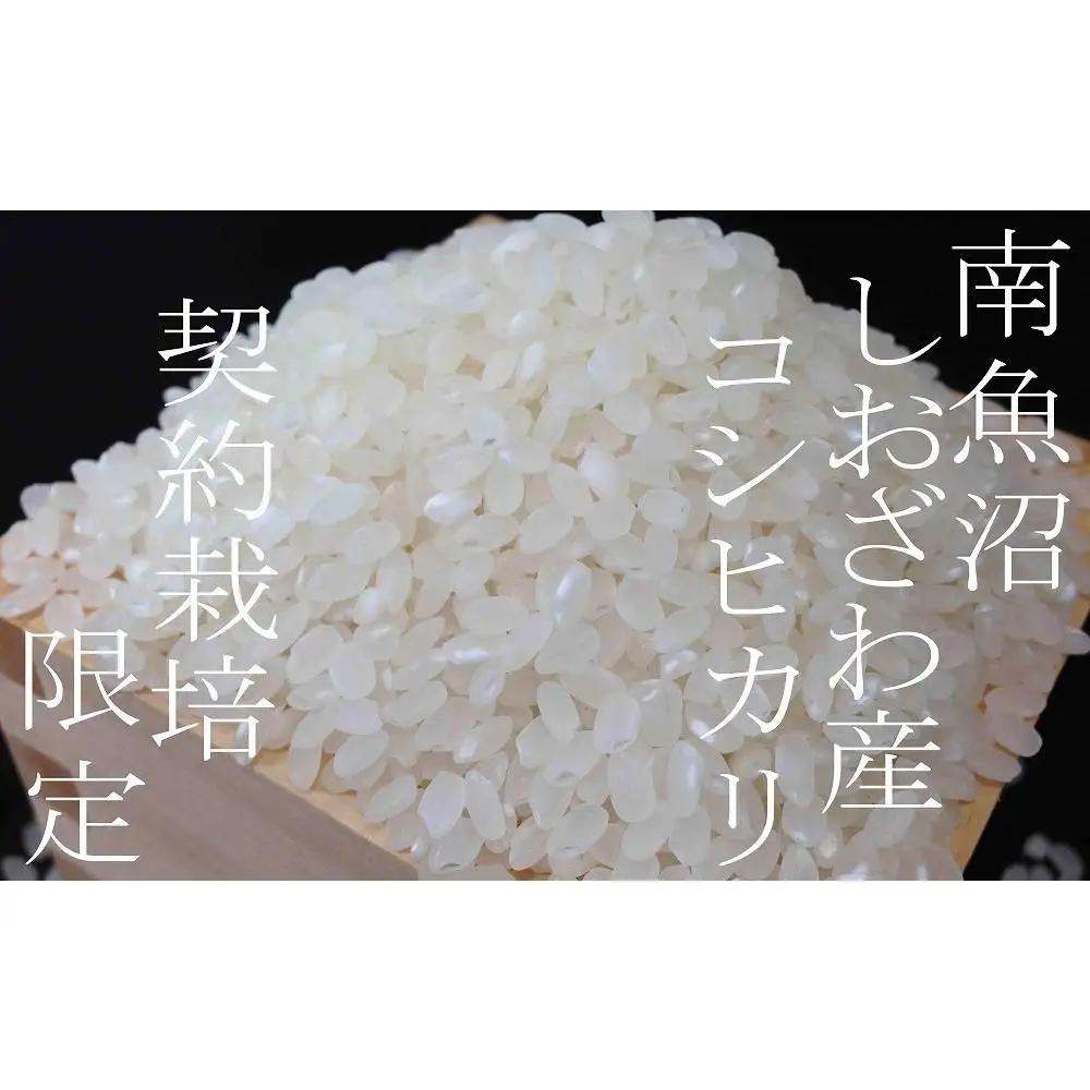 【令和8年産　新米予約】定期便12ヶ月：精米5Kg 契約栽培限定 南魚沼しおざわ産コシヒカリ【定期便 銘柄米 ブランド米 精米 こしひかり コシヒカリ 魚沼産 新潟米 ごはん】【2026年10月上旬か