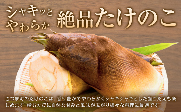 たけのこ 4kg 約4~10本 弐番屋《3月下旬-4月下旬頃出荷》鹿児島県 さつま町 筍 タケノコ