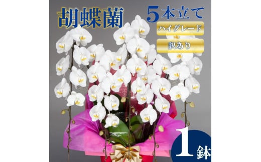 【訳あり】胡蝶蘭 5本立て 白 ハイグレード お祝い 須崎洋蘭園 SY019_x