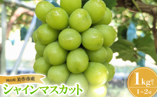 
            美作市産シャインマスカット1Kg【1626496】
          
