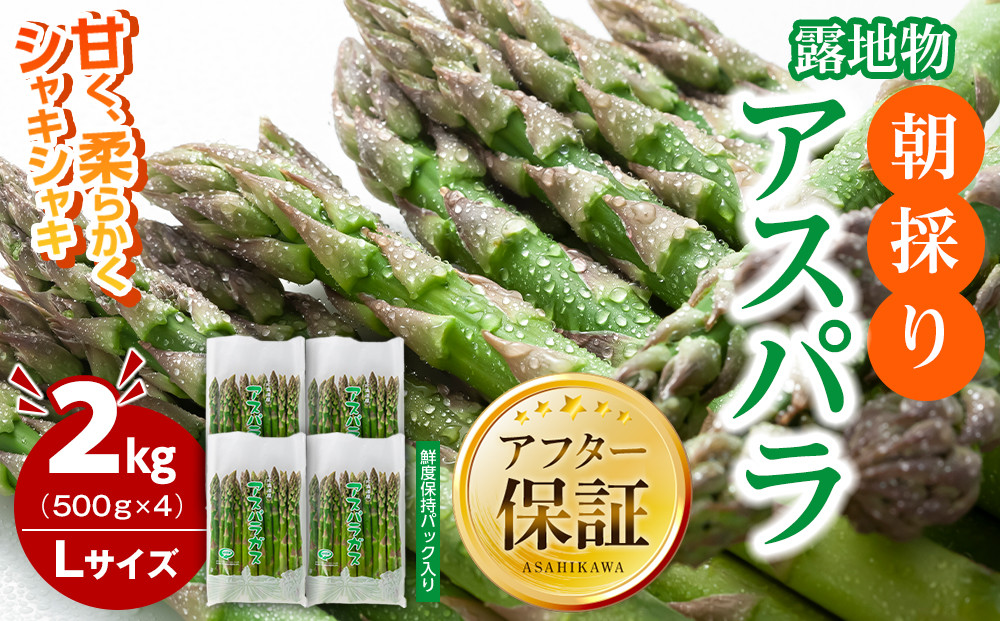 朝採りアスパラ Lサイズ 2kg（500g×4）鮮度保持パック入り 旭川近郊産 露地物(5月中旬発送開始予定) 【 アスパラ アスパラガス 朝採り とれたて 野菜 旬 小分け 保存 産直 産地直送 お