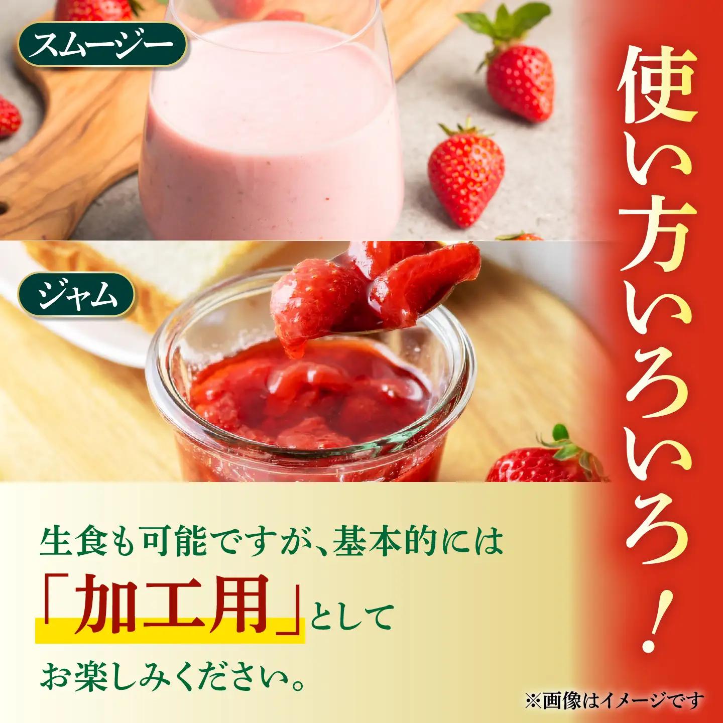 訳あり加工用いちご先行予約2回定期 恋みのり約2kg（1kg×2箱）苺イチゴ有機栽培いちごZBB014