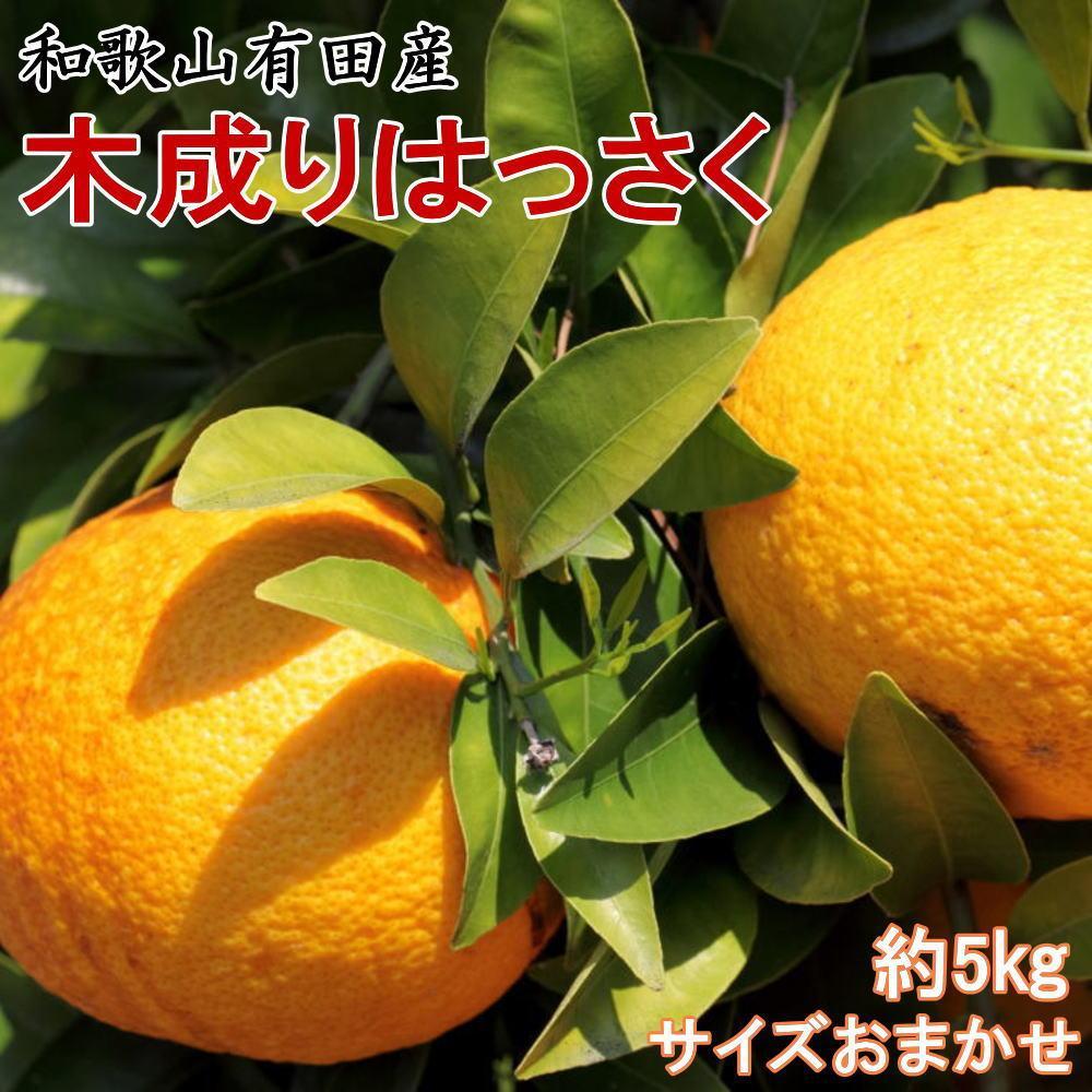 【ふるさと納税】★2026年3月下旬より発送★ こだわりの和歌山有田産木成り完熟八朔「さつき」 約5kg M～2Lサイズおまかせ | フルーツ 果物 くだもの 食品 人気 おすすめ 送料無料