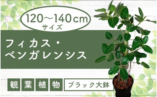 2025年3月中旬～発送【観葉植物】フィカス・ベンガレンシス 一本立ち ブラック大鉢(T&P/110-1458) 観葉植物 植物 鉢付 インテリア 室内 オフィス おしゃれ プレゼント ギフト 開店祝い 移転祝い マイナスイオン【配送不可地域：北海道・沖縄県・離島】