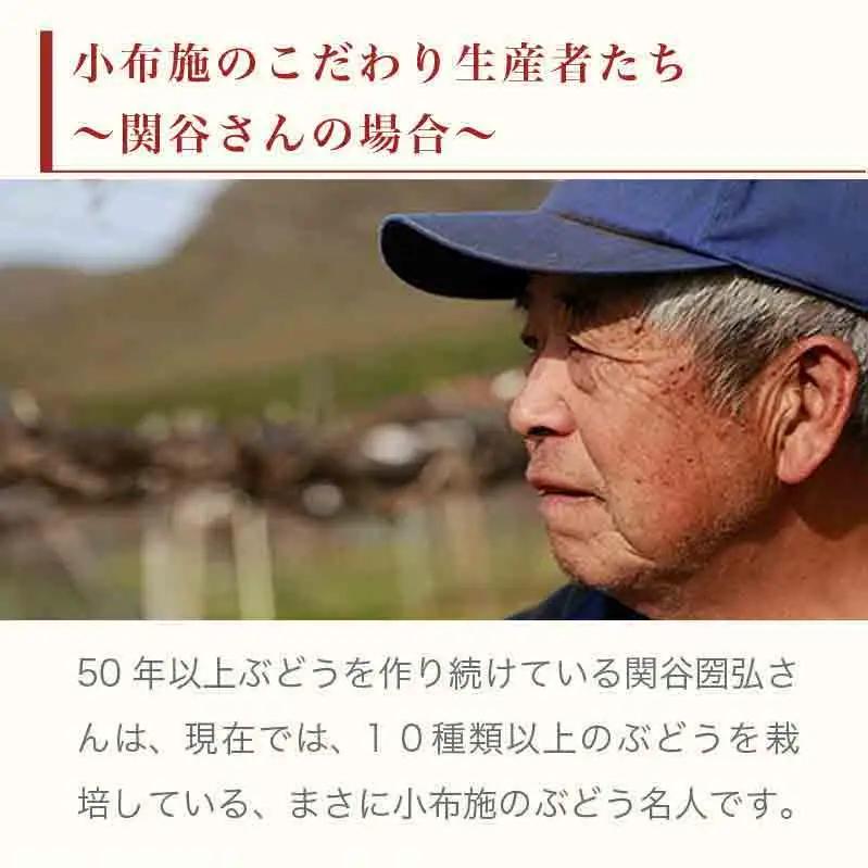 ナガノパープル 約1.3kg 2～3房 ［小布施屋］ 果物 フルーツ ぶどう 葡萄 令和8年産【2026年9月上旬～10月上旬発送】[B-5]