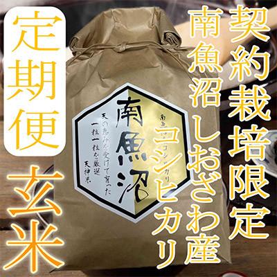 ふるさと納税 南魚沼市 【発送月固定定期便】【玄米5Kg】生産者限定 南魚沼しおざわ産コシヒカリ全3回