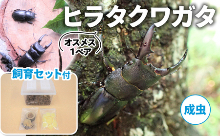 ヒラタクワガタ（成虫）オスメス1ペア飼育セット付【配送期間は6月下旬～8月上旬】