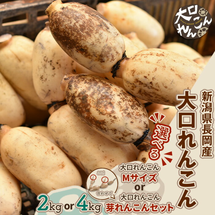 【ふるさと納税】大口れんこん レンコン 蓮根 おおくちれんこん おおぐちれんこん 選べる 2kg 4kg 新潟県長岡産 野菜 根菜