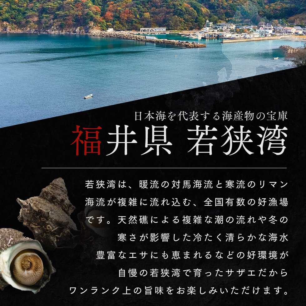 活さざえ 約2kg セット 詰め合わせ 若狭湾産 活 さざえ サザエ 貝 貝類 魚介 魚介類 海鮮 海鮮セット 新鮮 福井 福井県 若狭町