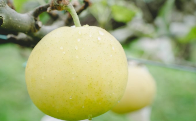 ●先行予約●安芸高田市【かしもと農園】二十世紀梨 5kg