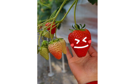 いちご狩り 大人2名 4品種栽培