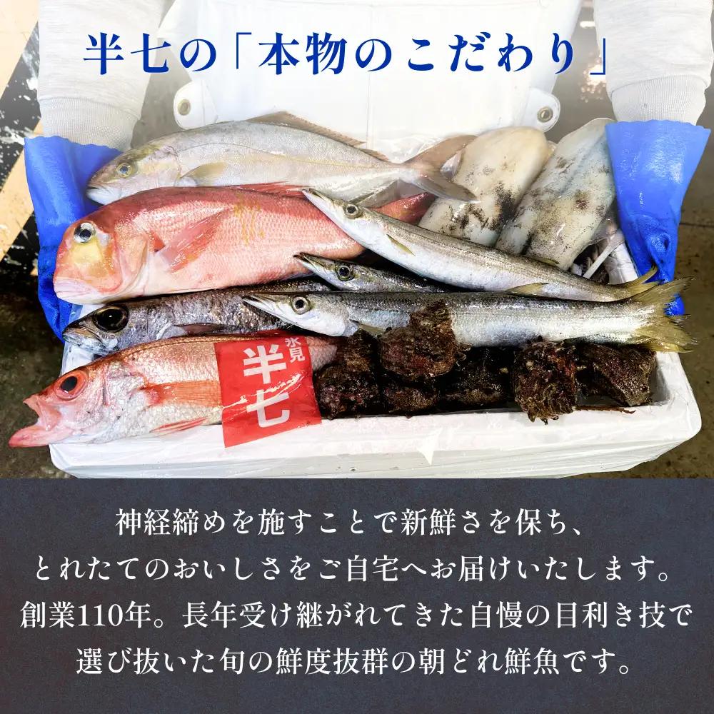 氷見港朝獲れ高級魚！丸っと贅沢直送便！　船上氷上締め　神経〆処理 富山 氷見 直送 詰め合わせ 鮮魚ボックス
