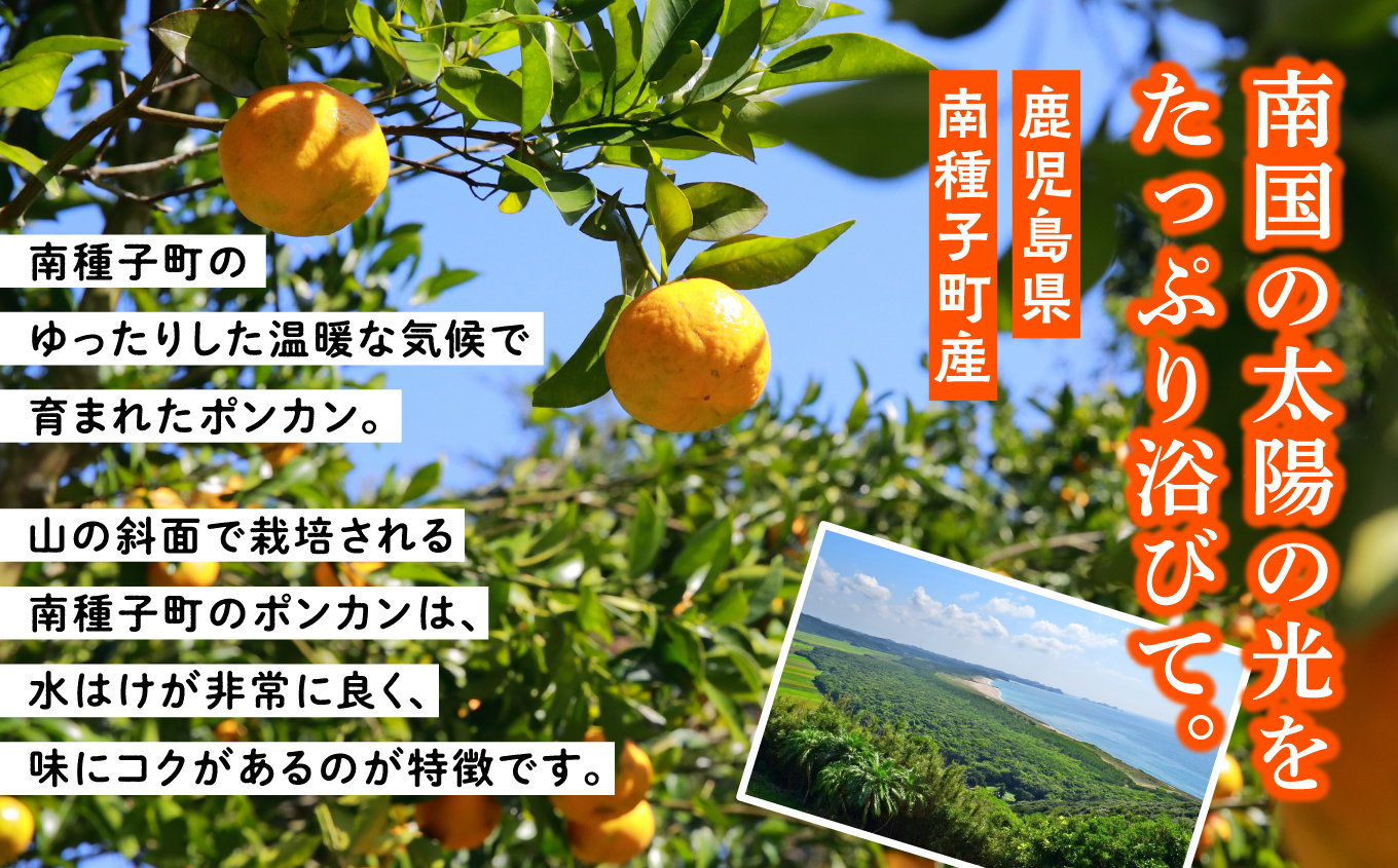 《先行予約　2024年12月以降順次発送 》 種子島産ポンカン約10kg （約65玉）【南種子町果樹部会】