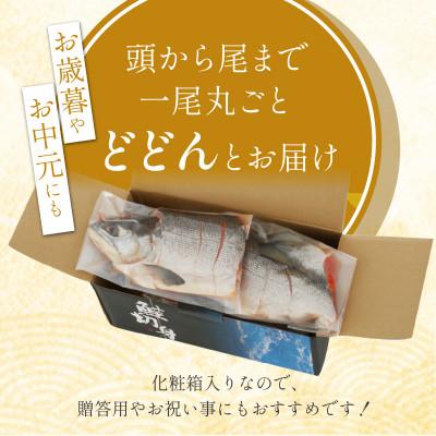 ふるさと納税 白糠町 紅鮭 新巻姿切身 4分割 1.7kg |  | 02