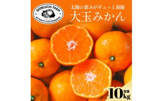 ＜大玉サイズ限定＞五代目が厳選した愛媛みかん 10kg＜C70-137＞【1686743】