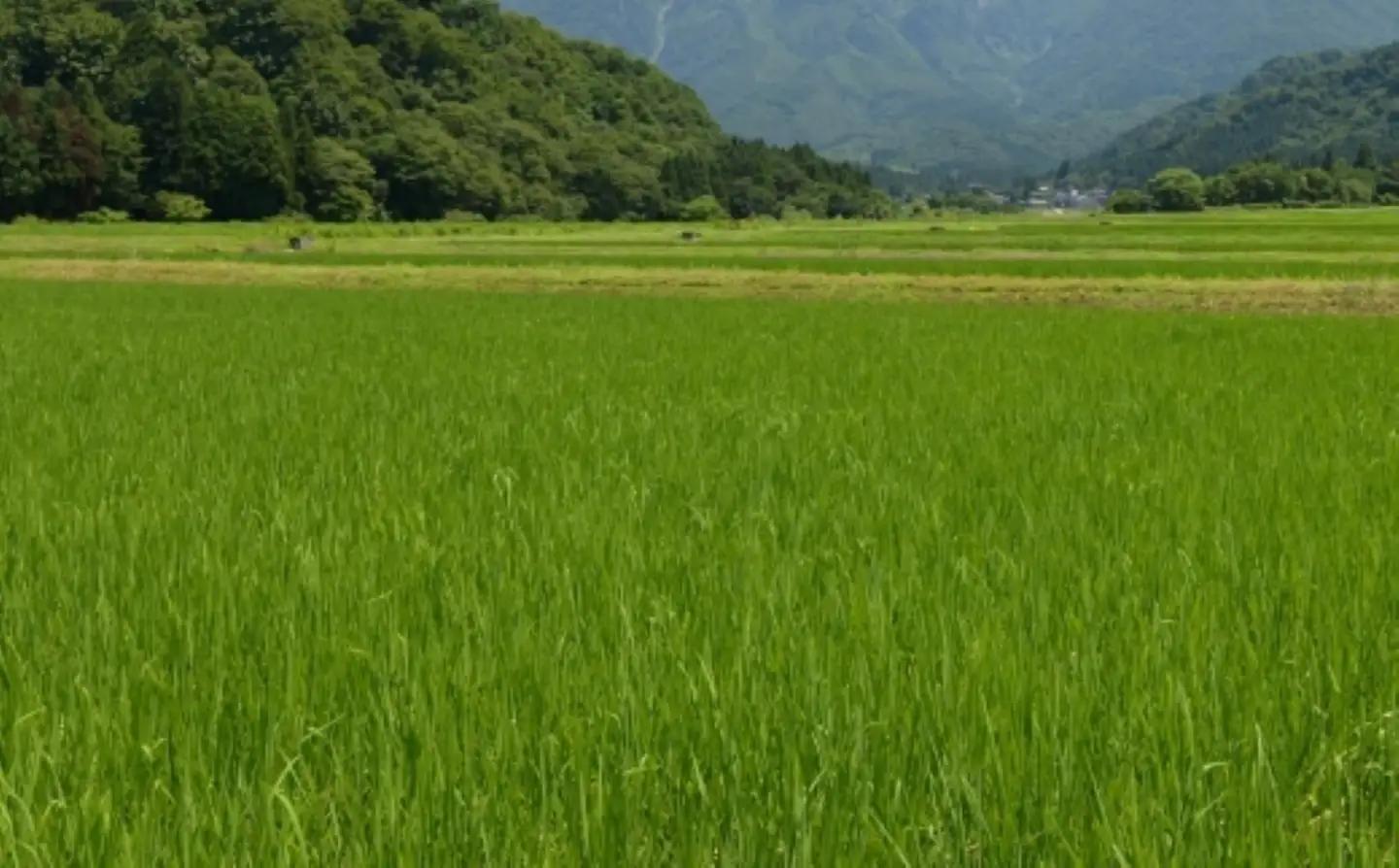 令和７年産「五つ星お米マイスター」の南魚沼産コシヒカリ　無洗米５kg×12回（毎月定期便）【定期便 銘柄米 ブランド米 無洗米 こしひかり コシヒカリ 魚沼産 新潟米 産地直送 お米 米 こめ コメ 