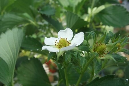 【42001】【先行予約】米村農園「大粒いちごA」 9～15粒程度×2セット 発送は2027年2月以降