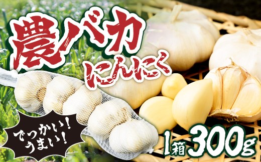 にんにく 農バカにんにく 1箱（300g・5～8個） ＜限定箱＞ | にんにく ニンニク ガーリック 国産 300グラム 栄養 スタミナ ホイル焼き BBQ アヒージョ ぺペロンチーノ ガーリックシュリンプ にんにく ニンニク 国内 冷蔵 おいしい スタミナ料理 東松山あそび農園 埼玉県 東松山市