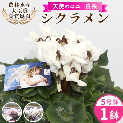 ふるさと納税 設楽町 愛知県産 シクラメン 天使のはね 5号鉢×1鉢 白系 花 鉢 生花 ガーデニング