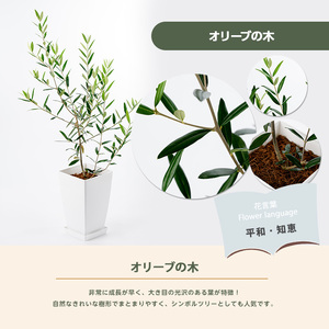 【観葉植物】オリーブの木60cm~80cm(Green Base/014-1385) 南国鹿児島県で育った 観葉植物!植物 鉢付 インテリア 室内 オフィス おしゃれ プレゼント ギフト 開店祝い 移
