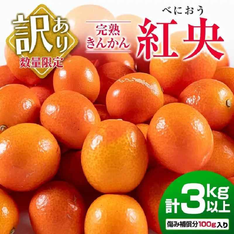 訳あり 先行予約 完熟 きんかん 紅央 計3kg以上 傷み補償分入り フルーツ 果物_BAV7-25