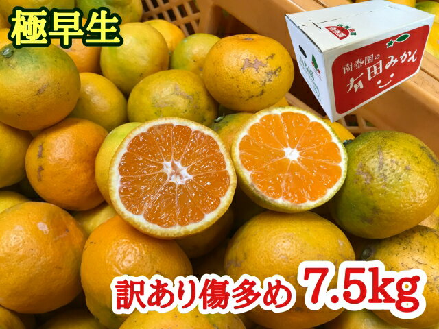【ふるさと納税】【訳あり傷多め】極早生・有田みかん 約7.5kg（サイズおまかせ）【ミカン 蜜柑 柑橘 温州みかん 和歌山 有田 訳あり】
