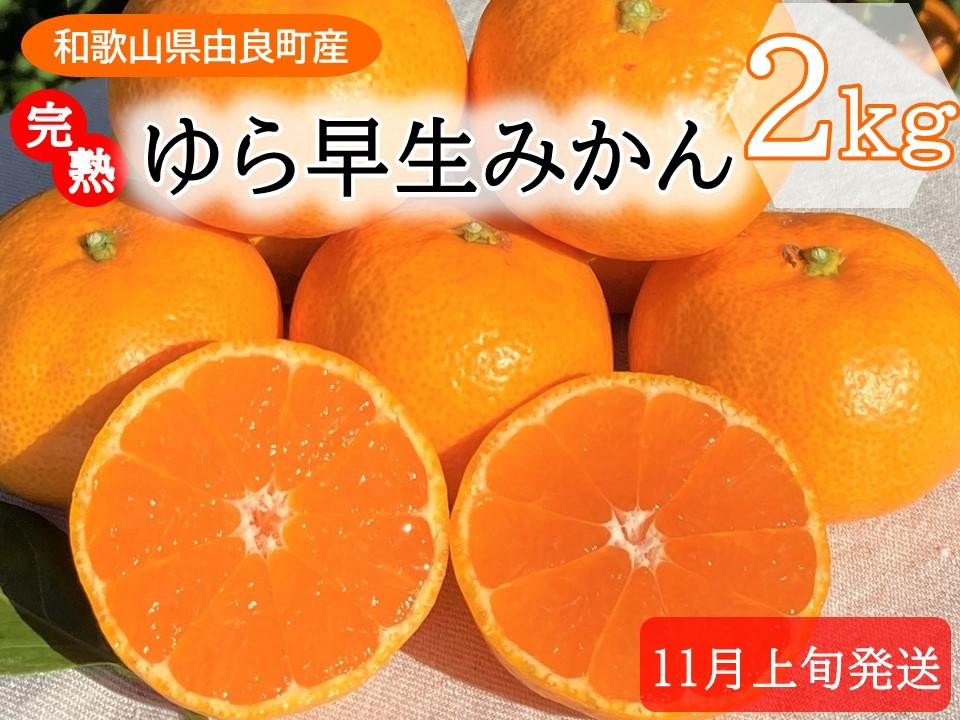 
            完熟ゆら早生みかん☆贈答用☆2kg【先行予約：2025年11月上旬発送】
          