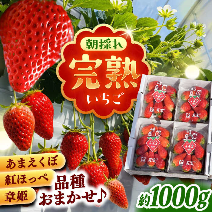 【ふるさと納税】【先行予約】【2026年1月上旬から2026年3月上旬に順次発送】苺 石川農園 完熟いちご 4パック入り(ご家庭用)/ いちご イチゴ 苺 完熟 完熟苺 あまえくぼ 紅ほっぺ 章姫 朝採れ 新鮮 甘い ストロベリー 産地直送 /恵那市/クリエイティブファーマーズ[AUAH020]