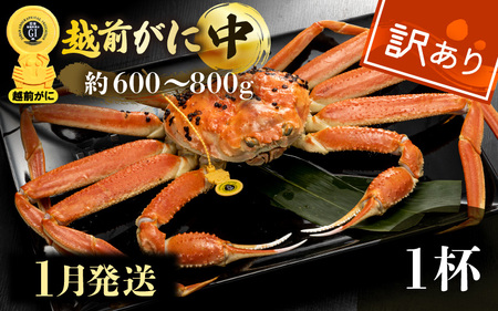 【訳あり】越前がに本場の越前町からお届け！≪浜茹で≫越前がに 中サイズ（生で約600～800g） × 1杯【1月発送分】【雄 ズワイガニ 越前ガニ 姿 ボイル 冷蔵 かに カニ 蟹 福井県】希望日指定可 備考欄に希望日をご記入ください [e49-x008_01]