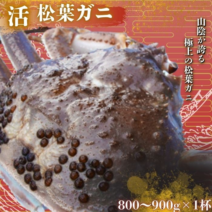 【ふるさと納税】松葉ガニ〈活カニ〉800g～900g ＜先行予約受付中！・11月中旬～2月中旬頃発送予定＞〈活カニ〉松葉蟹 浜茹で 海鮮 蟹味噌 かに味噌 鍋 冷蔵 蟹 かに 新鮮魚介類 水産 食品 人気 おすすめ 送料無料 旬 プレゼント 贈与 お祝い事 贈り物 贈答品 年末年始 祝辞