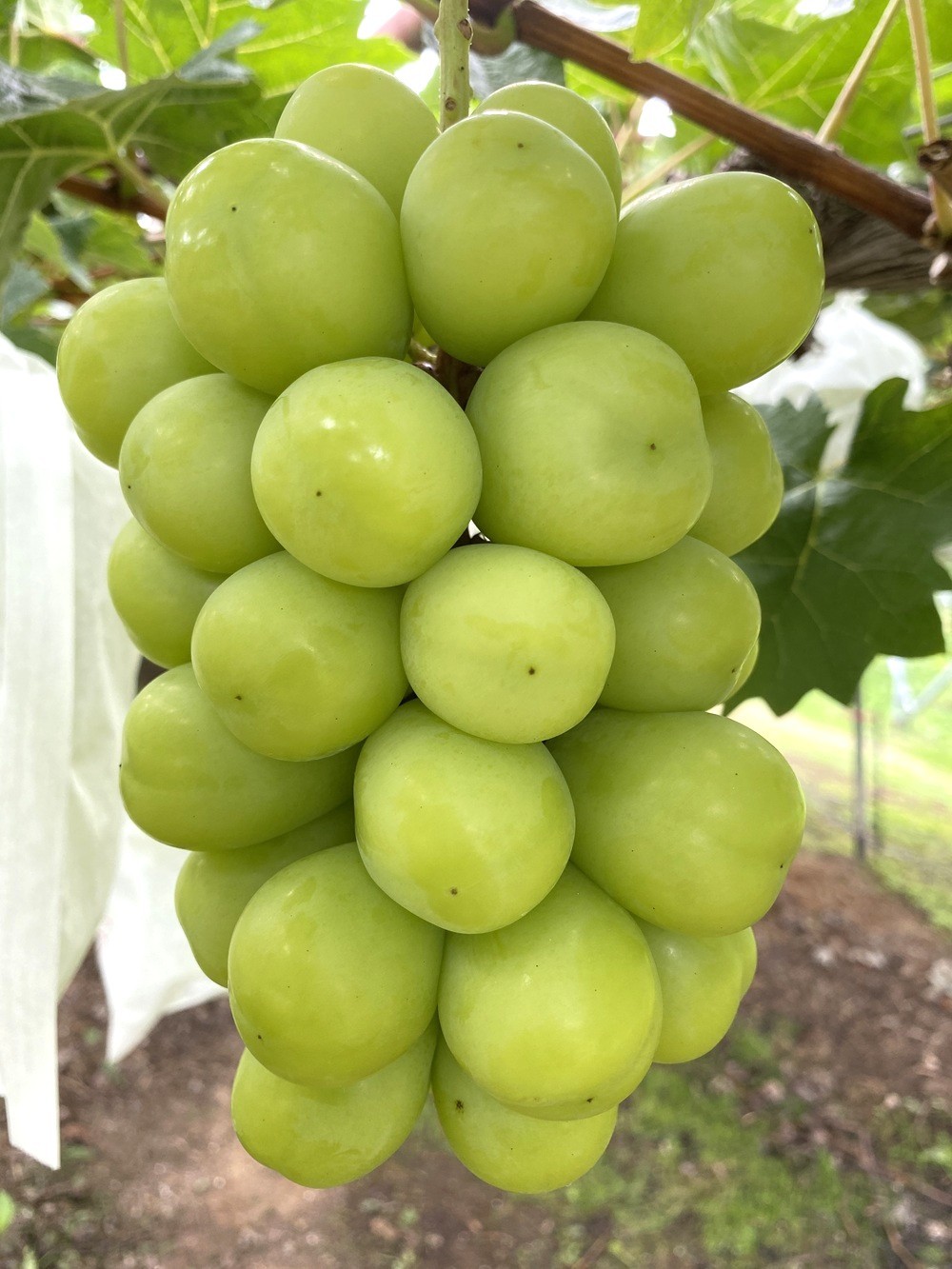 
                  ぶどう(シャインマスカット）２～３房　合計２ｋｇ以上　化粧箱入り　0041-2601
                