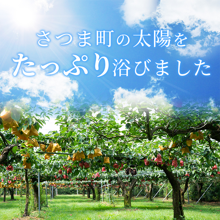 s112 ＜先行予約受付中！2025年8月下旬より順次発送予定＞《期間・数量限定》さつま町産の梨(3kg) 鹿児島 フルーツ 果物 果実 果汁【市山梨花園】